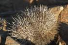copiapoamegarhizavarborealis_small.jpg