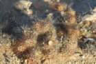 cumulopuntiasphaerica_small.jpg