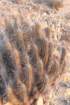 eulychniabreviflora_small.jpg