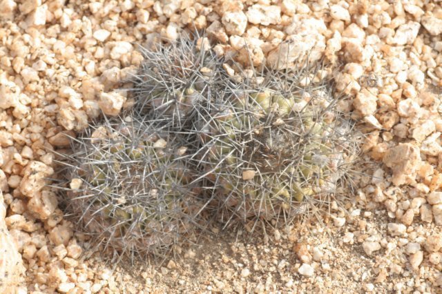 copiapoacinerascensnorthernform.jpg
