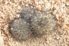 copiapoacinerascensnorthernform_small.jpg