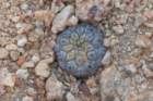 copiapoahypogeavarbarquitensis_small.jpg