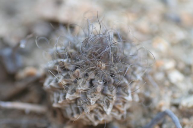 neoporteriapygmaeus.jpg