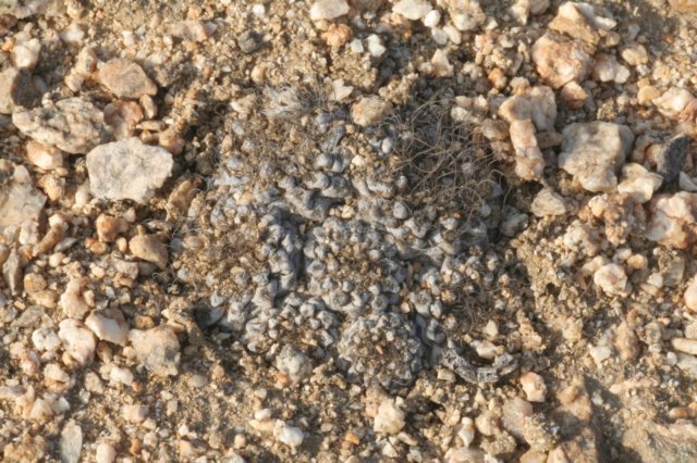 neoporteriapygmaeus2.jpg