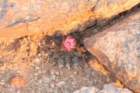 neoporteriapygmaeus5_small.jpg