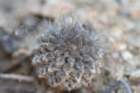 neoporteriapygmaeus_small.jpg