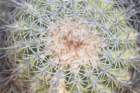 copiapoacinerescens_small.jpg