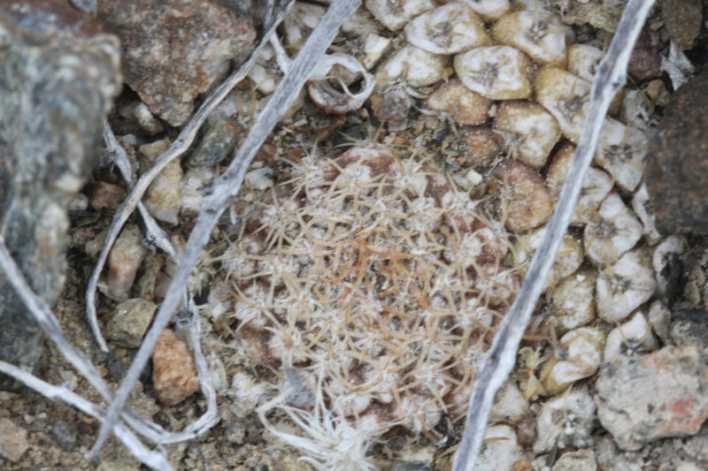 neoporteriaodierithelocephalakrausii3.jpg