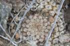 neoporteriaodierithelocephalakrausii3_small.jpg