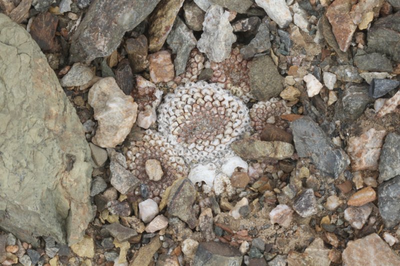 neoporteriaodierithelocephalakrausii4.jpg