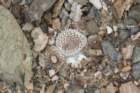 neoporteriaodierithelocephalakrausii4_small.jpg