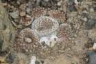 neoporteriaodierithelocephalakrausii5_small.jpg