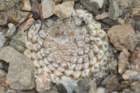 neoporteriaodierithelocephalakrausii7_small.jpg