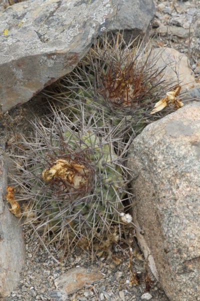 copiapoacalderana.jpg