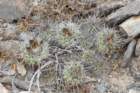 copiapoacalderana3_small.jpg