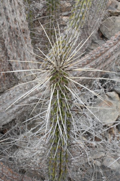 eulychniabreviflora2.jpg