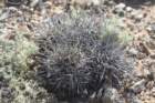 copiapoamegarhizavarechinata_small.jpg