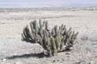 eulychniabreviflora_small.jpg