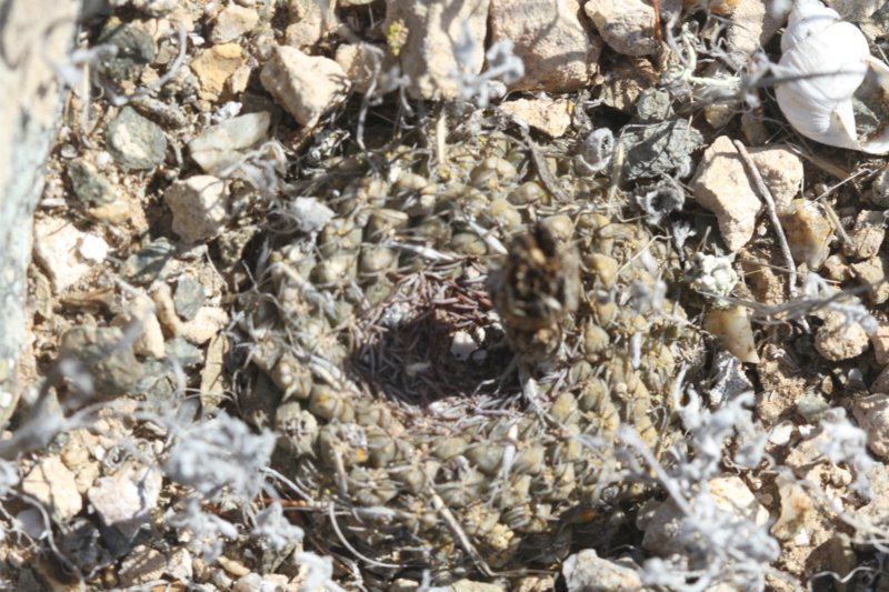 neoporteriaodierivarmonteamargensis.jpg