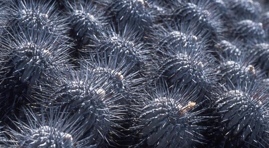 copiapoadealbatacs332.jpg