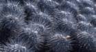 copiapoadealbatacs332_small.jpg