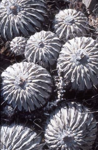 copiapoadealbatacs333.jpg