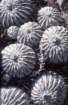 copiapoadealbatacs333_small.jpg
