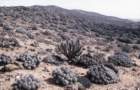 copiapoadealbatacs33_small.jpg