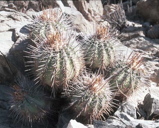 copiapoaechinoides.jpg