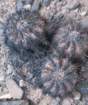 copiapoaechinoides2_small.jpg