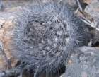 neoporteriasociabiliscs32_small.jpg