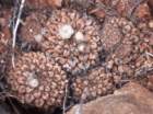 thelocephalanapina_small.jpg