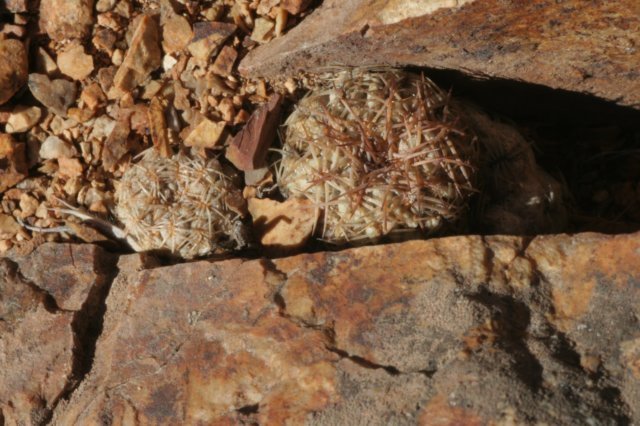 thelocephalaaerocarpa2.jpg