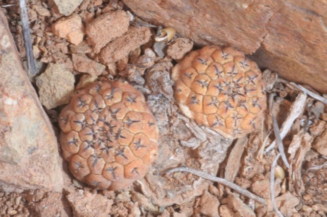 thelocephalanapina.jpg