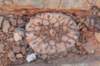 thelocephalanapina2_small.jpg
