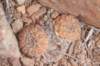 thelocephalanapina_small.jpg