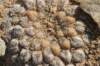 thelocephalaaerocarpa2_small.jpg