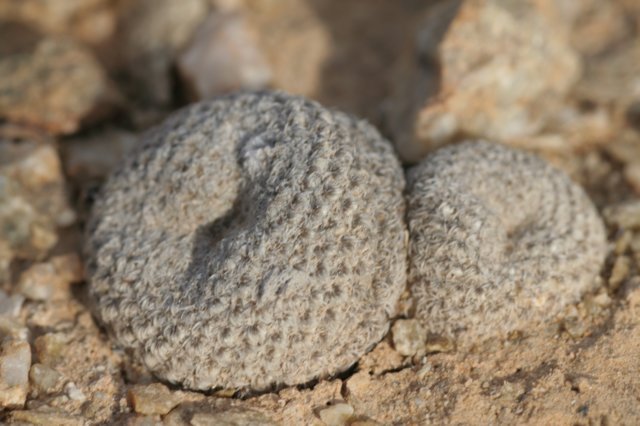thelocephalachallensis.jpg