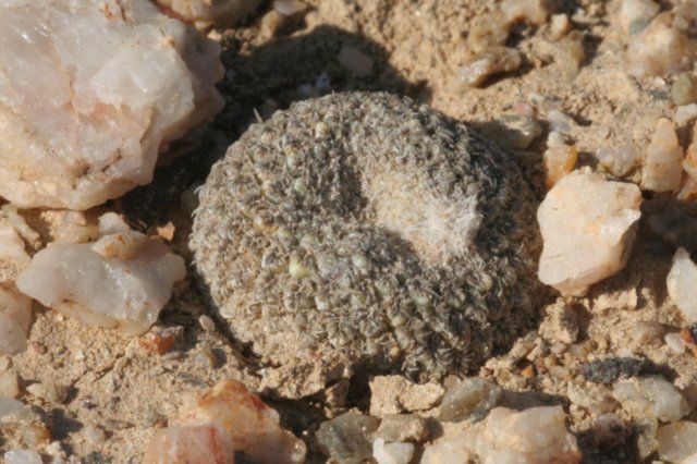 thelocephalachallensis10.jpg