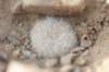 thelocephalachallensis2_small.jpg