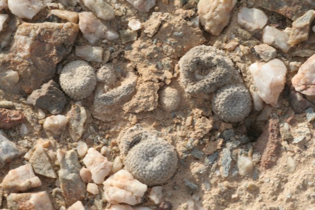 thelocephalachallensis3.jpg