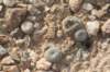 thelocephalachallensis3_small.jpg