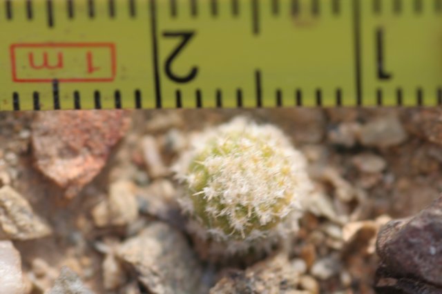 thelocephalachallensis4.jpg