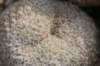 thelocephalachallensis5_small.jpg