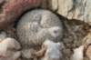 thelocephalachallensis7_small.jpg
