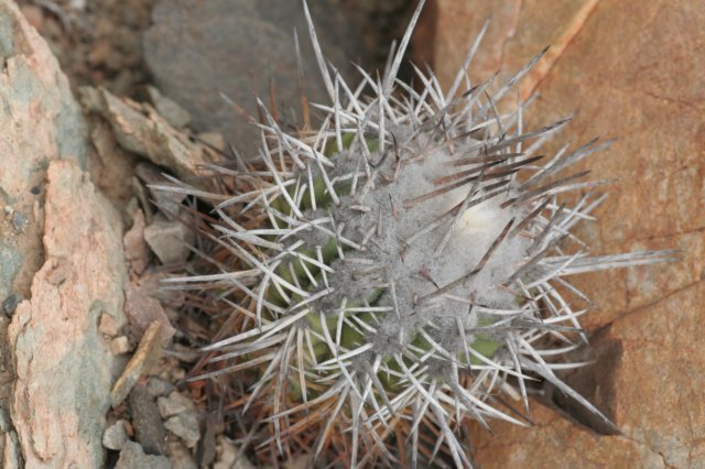copiapoabridgesii.jpg
