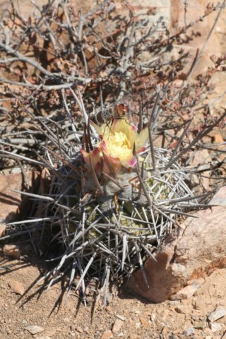copiapoabridgesii2.jpg