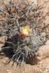 copiapoabridgesii2_small.jpg