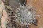 copiapoabridgesii_small.jpg