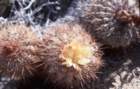 copiapoacinerascens_small.jpg